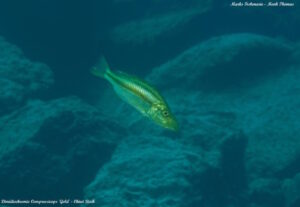 Dimidiochromis compressiceps 'Chiwi Rocks''Chiwi Rocks' Dimidiochromis compressiceps 'Chiwi Rocks'