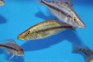 Dimidiochromis compressiceps 'Chizumulu Island'