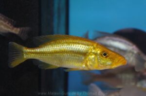 Dimidiochromis compressiceps 'Chizumulu Island' - Galerie Dimidiochromis compressiceps 'Chizumulu Island'