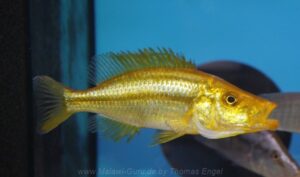 Dimidiochromis compressiceps 'Chizumulu Island'