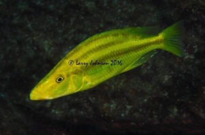Dimidiochromis compressiceps 'Linganjala Reef''Linganjala Reef' - Galerie Dimidiochromis compressiceps Arten