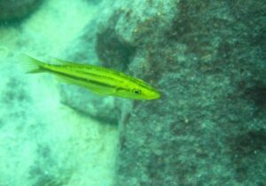 Dimidiochromis compressiceps 'Machilli Island'