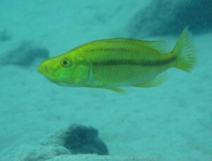 Dimidiochromis compressiceps 'Machilli Island'