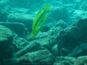 Dimidiochromis compressiceps 'Machilli Island' - Galerie Dimidiochromis compressiceps 'Machilli Island'