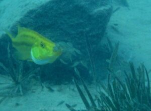Dimidiochromis compressiceps 'Machilli Island'