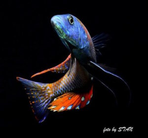 Dimidiochromis compressiceps 'Maingano Island'