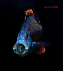 Dimidiochromis compressiceps 'Maingano Island'