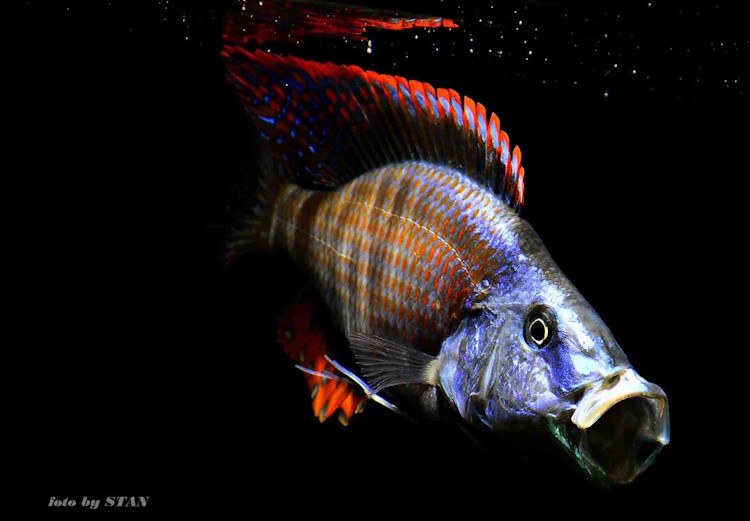 Dimidiochromis compressiceps 'Maingano Island''Maingano Island' Dimidiochromis compressiceps