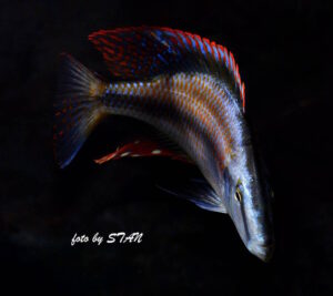 Dimidiochromis compressiceps 'Maingano Island'