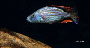 Dimidiochromis compressiceps