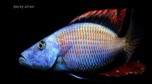 Dimidiochromis compressiceps 'Maingano Island'