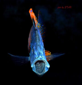 Dimidiochromis compressiceps 'Maingano Island'