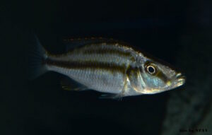 Dimidiochromis compressiceps 'Maingano Island'