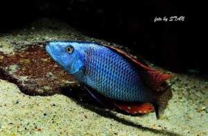 Dimidiochromis compressiceps 'Maingano Island'
