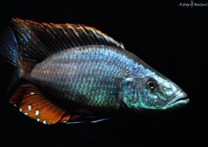 Dimidiochromis compressiceps 'Maingano Island'