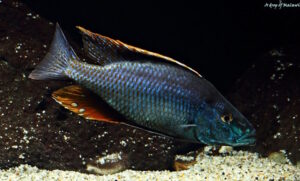 Dimidiochromis compressiceps 'Maingano Island'