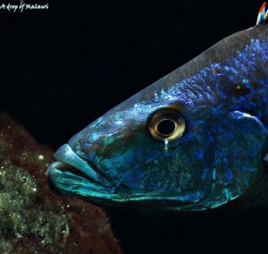 Dimidiochromis compressiceps 'Maingano Island'