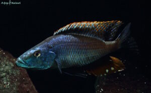 Dimidiochromis compressiceps 'Maingano Island'
