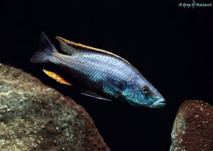 Dimidiochromis compressiceps 'Maingano Island'