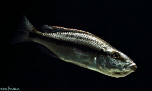 Dimidiochromis compressiceps 'Maingano Island'