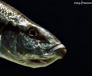 Dimidiochromis compressiceps 'Maingano Island'