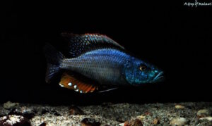Dimidiochromis compressiceps 'Maingano Island'
