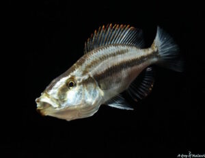 Dimidiochromis compressiceps 'Maingano Island'
