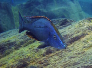 Dimidiochromis compressiceps 'Masinje''Masinje' Dimidiochromis compressiceps 'Masinje'
