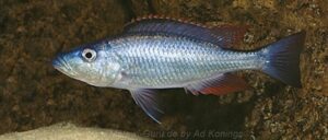 Dimidiochromis dimidiatus 'Senga Bay'