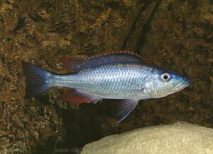 Dimidiochromis dimidiatus - Galerie Dimidiochromis dimidiatus 'Senga Bay'