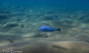 Dimidiochromis kiwinge