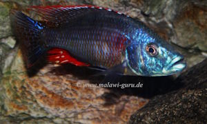 Dimidiochromis strigatus