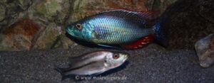 Dimidiochromis strigatus 'Kambiri Point'