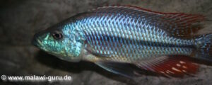 Dimidiochromis strigatus 'Kambiri Point'