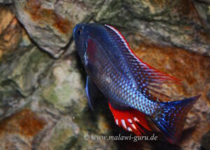 Dimidiochromis strigatus 'Kambiri Point'