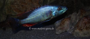Dimidiochromis strigatus 'Kambiri Point'