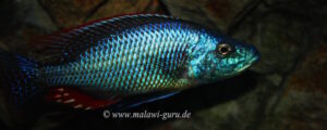 Dimidiochromis strigatus 'Kambiri Point'