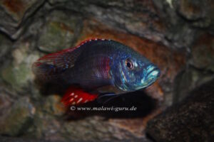 Dimidiochromis strigatus 'Kambiri Point'