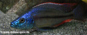Dimidiochromis strigatus 'Kambiri Point'