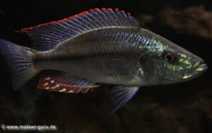 Dimidiochromis strigatus 'Kambiri Point'