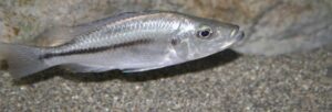 Dimidiochromis strigatus 'Kambiri Point'