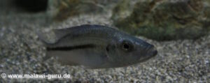 Dimidiochromis strigatus 'Kambiri Point'