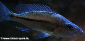 Dimidiochromis strigatus 'Kambiri Point'