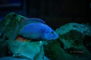 Dimidiochromis strigatus 'Kambiri Point'