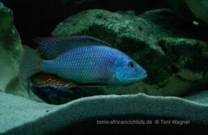 Dimidiochromis strigatus