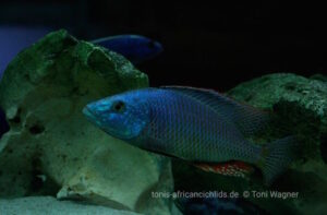 Dimidiochromis strigatus 'Kambiri Point'