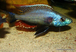 Dimidiochromis strigatus