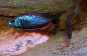 Dimidiochromis strigatus 'Kambiri Point''Kambiri Point' Dimidiochromis strigatus 'Kambiri Point'