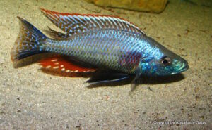 Dimidiochromis strigatus 'Kambiri Point'