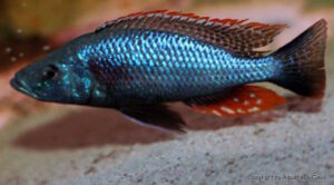 Dimidiochromis strigatus 'Kambiri Point'